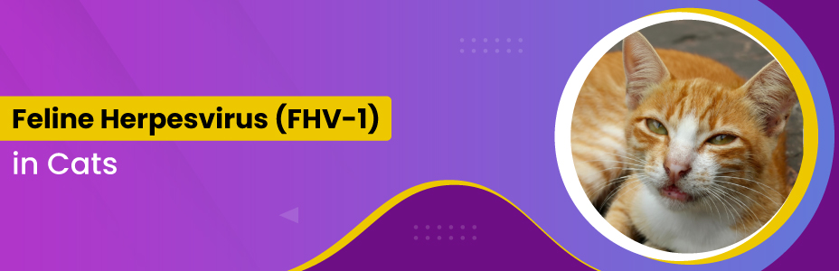 Feline Herpesvirus (FHV-1)